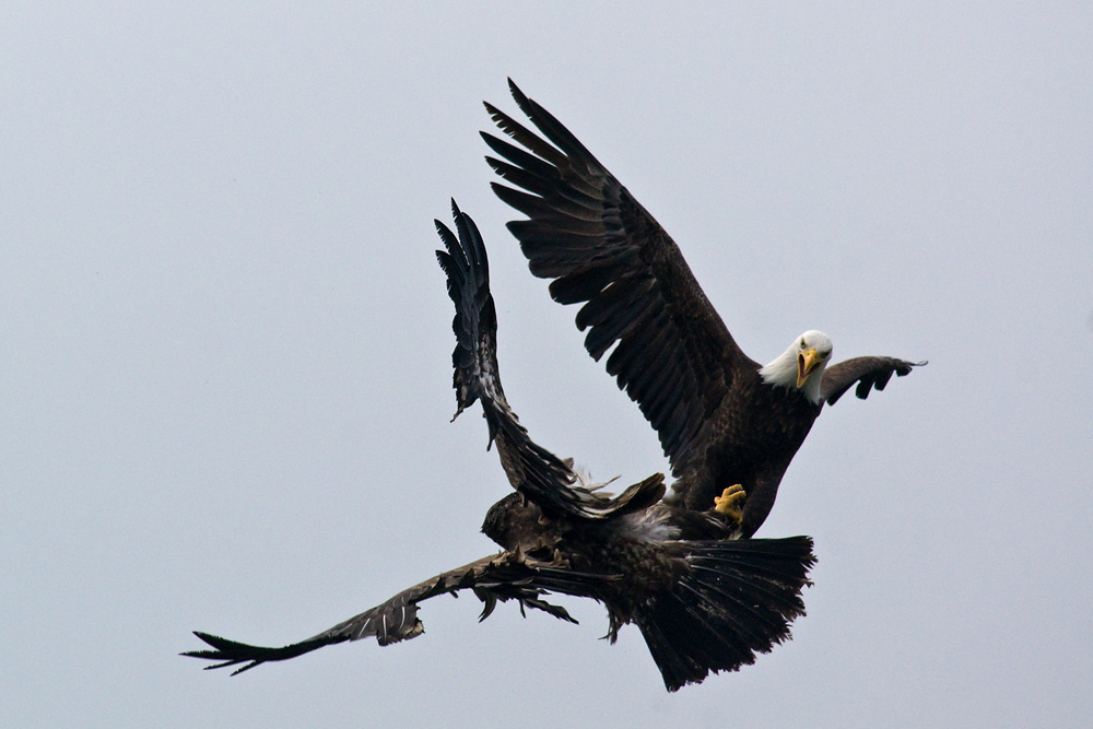 Click to see a larger image. Adult and Juvenile Bald Eagles playing